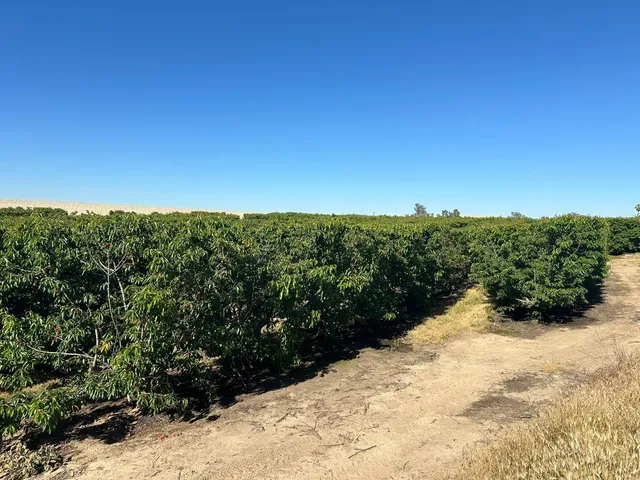 a view of a large yard with a tree