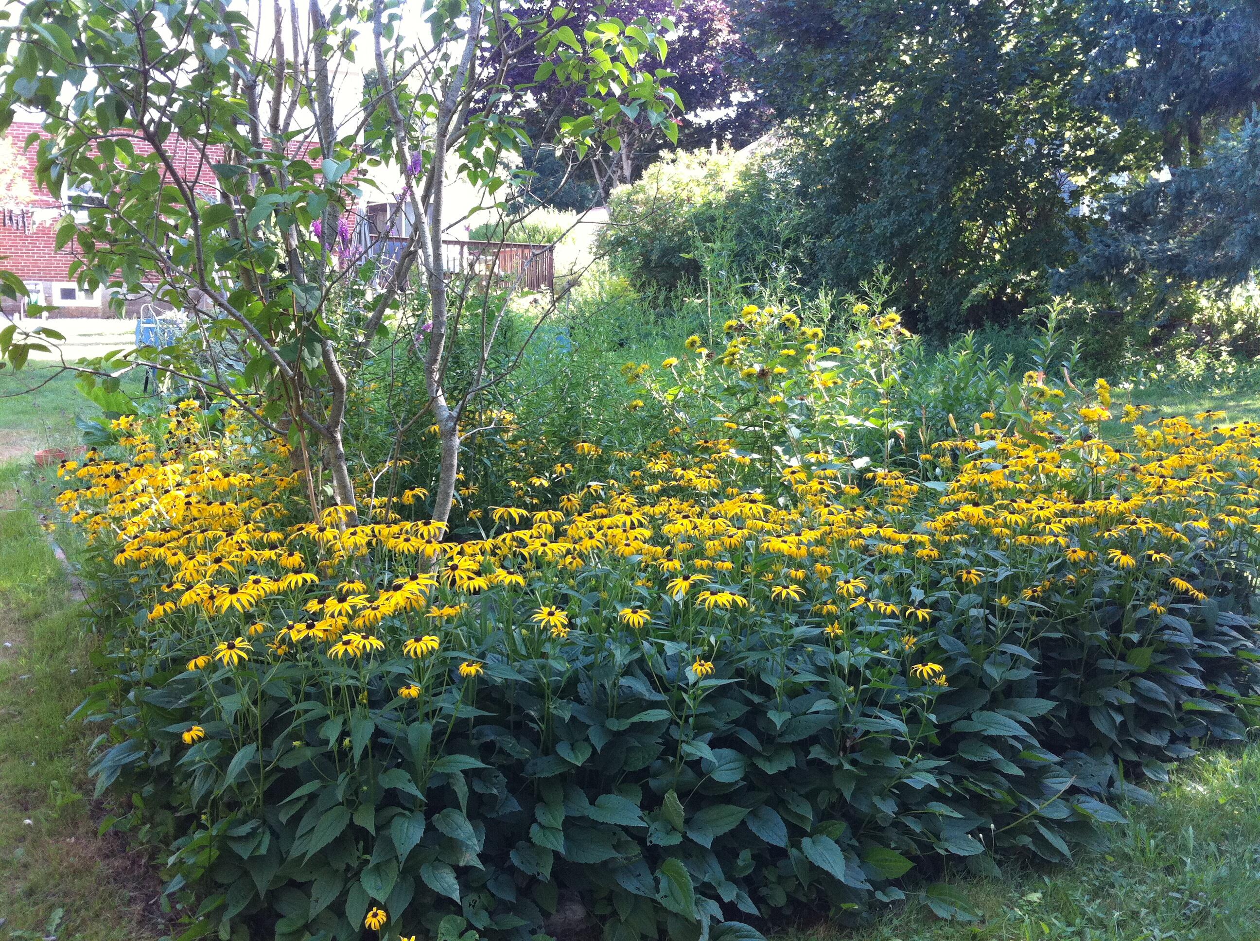 12 Ocean View Road Scarborough, ME 04074 - Photo 70 of 82 Plants_behind_garden