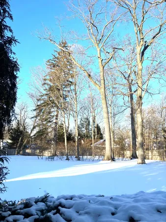 a view of a yard with large trees