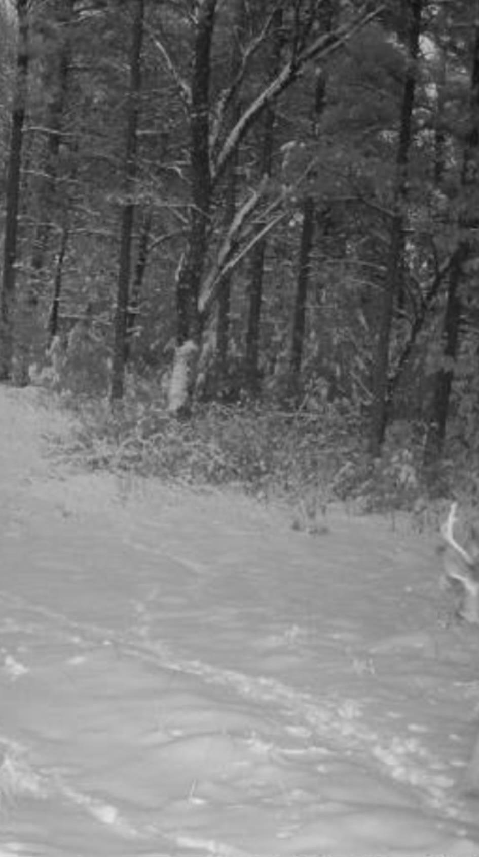 699 County Rd J Friendship, WI 53934 - Photo 8 of 65