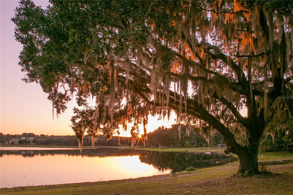 34710 Clayton Road Dade City, FL 33523 - Photo 17 of 17 a view of lake with trees
