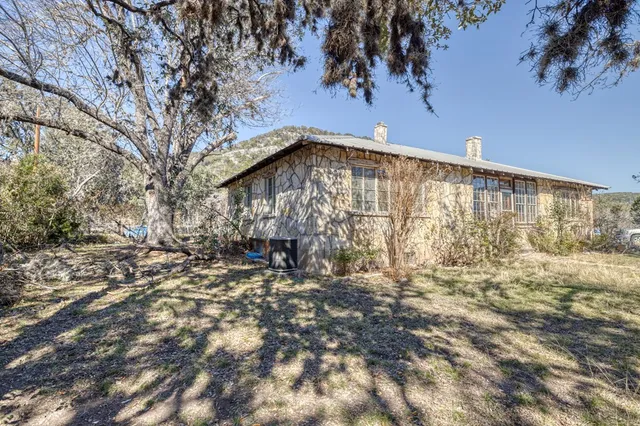 a view of a forest with a tree