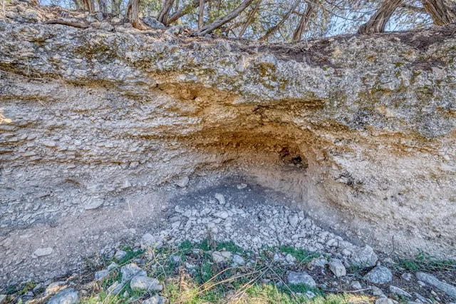 a view of a large tree