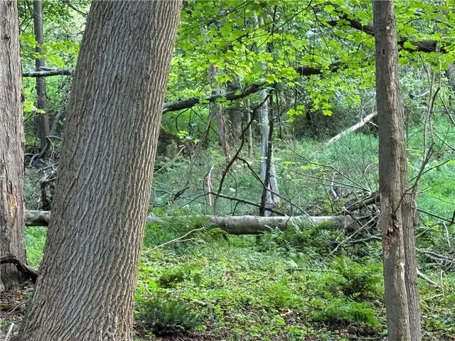 a view of backyard with green space