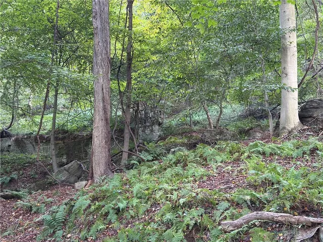 a view of a forest with trees