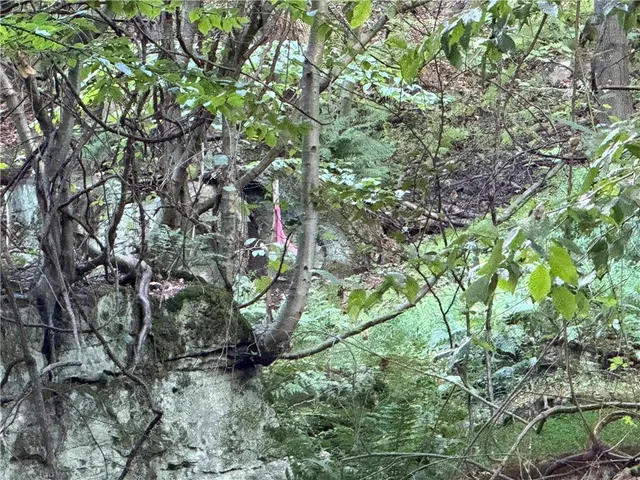 a backyard of a house with lots of trees