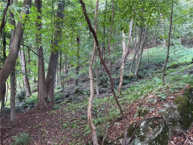 a view of forest