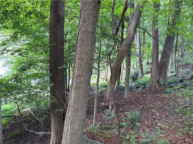 a view of a forest with trees