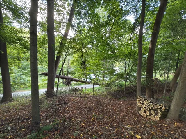 a view of a tree in the forest