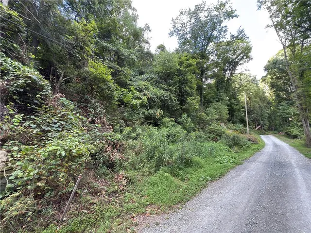 a view of a forest with a tree