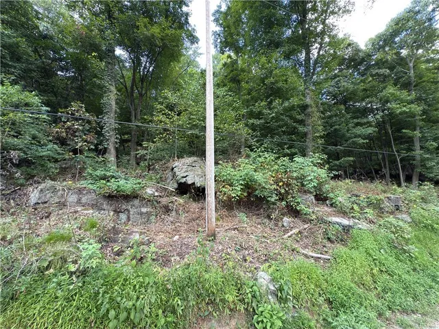 a view of a forest with trees in the background