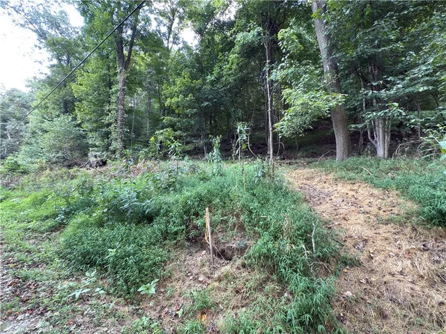 a view of a forest with trees in the background