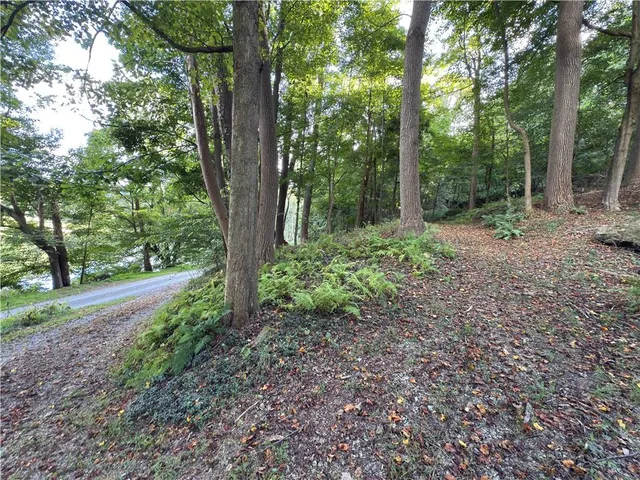 a view of a forest with trees