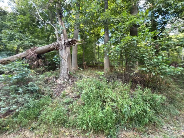 a view of a forest with trees
