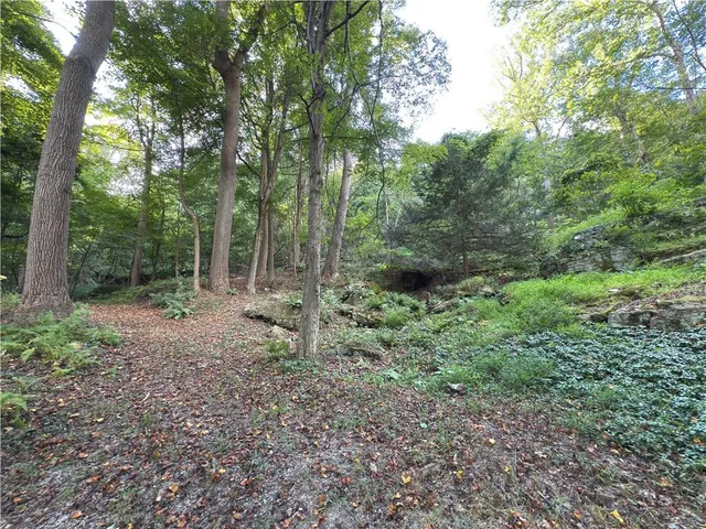 a view of a forest with trees in the background