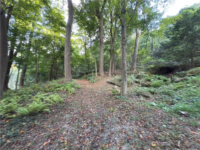 a view of a forest with trees in the background