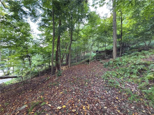 a view of a forest that has large trees