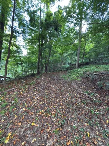 a view of a yard with plants and large trees