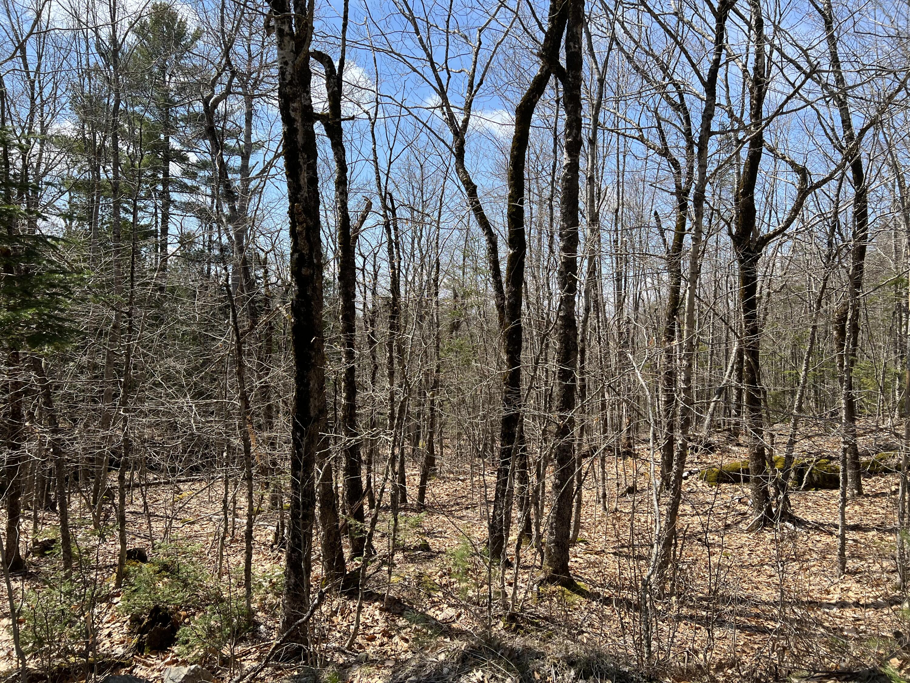 0 Hunk Sawyer Road Bucksport, ME 04416 - Photo 8 of 10 IMG_4615