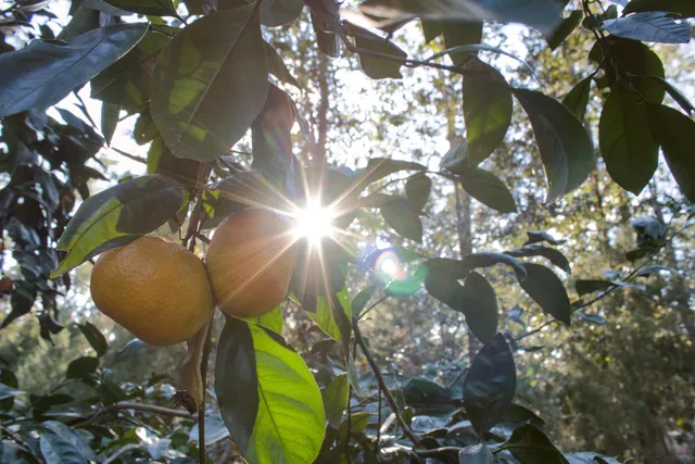 $380,000 | 298 West 12th Drive, Greenville, FL 32331