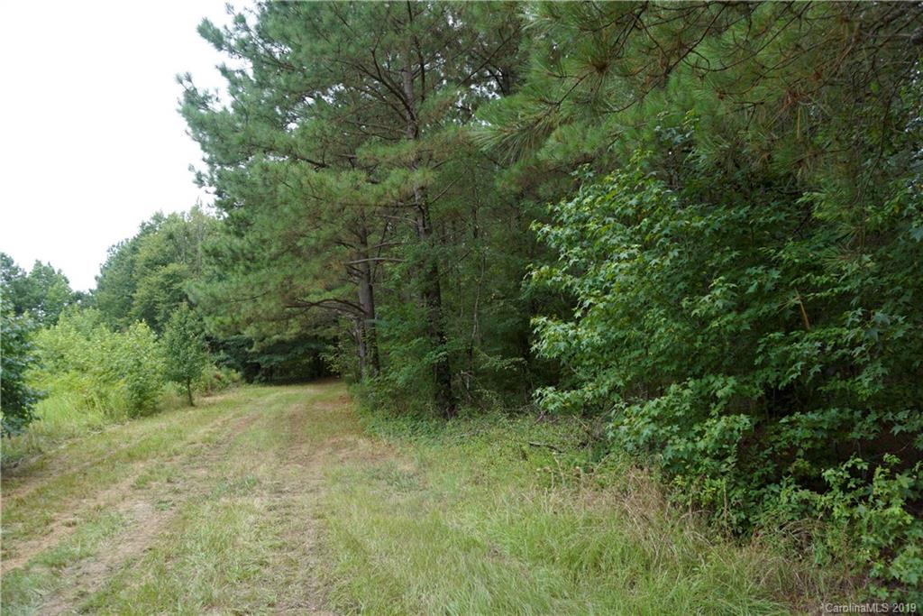 5.4 Ac Cameron Road Chester, SC 29706 - Photo 2 of 5 a view of a lush green forest