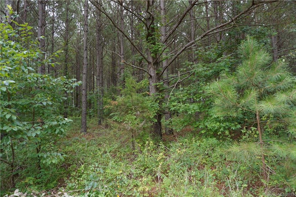 5.4 Ac Cameron Road Chester, SC 29706 - Photo 3 of 5 a view of a lush green forest