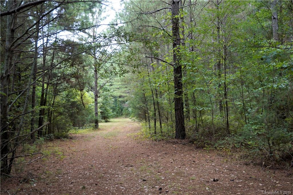 5.4 Ac Cameron Road Chester, SC 29706 - Photo 5 of 5 a view of a forest with trees in the background