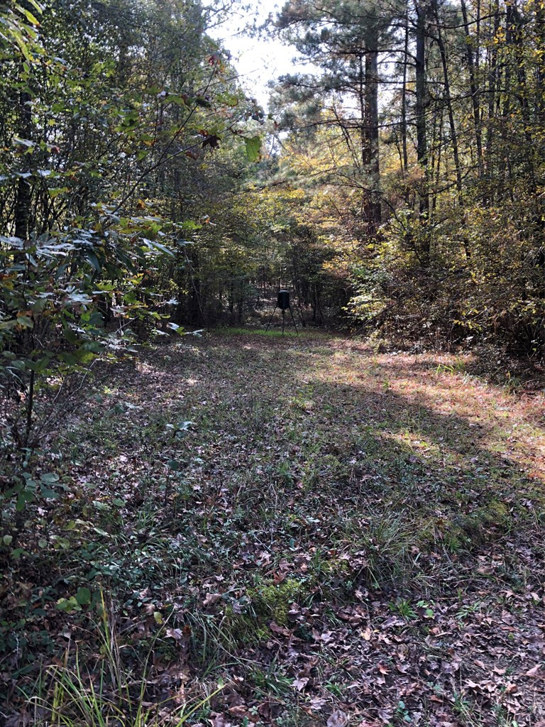 0 Rabun Sparta, GA 31087 - Photo 4 of 11 Roadway