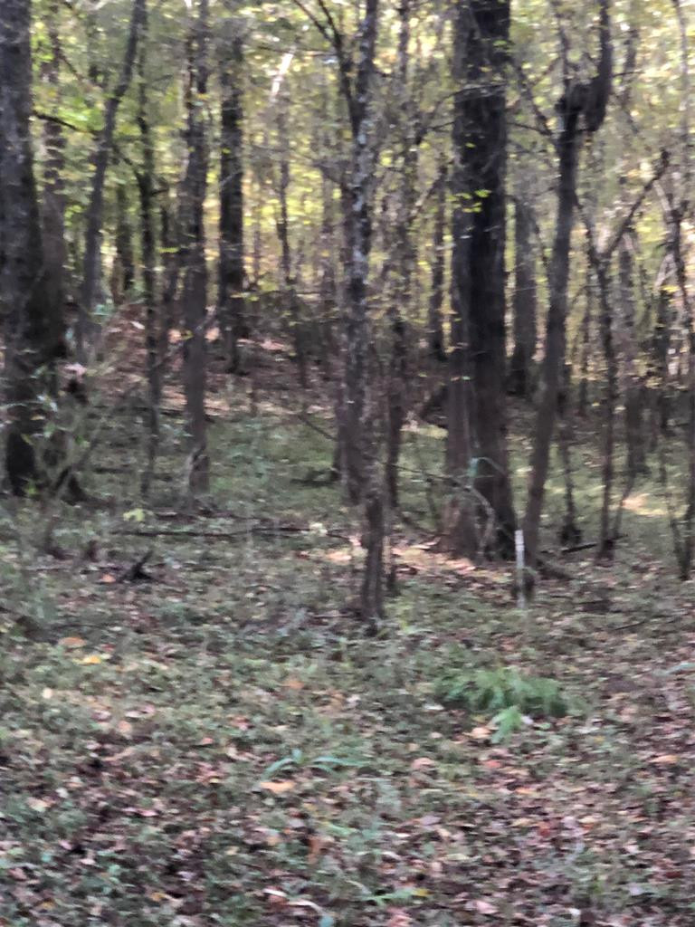 0 Rabun Sparta, GA 31087 - Photo 5 of 11 Hardwoods