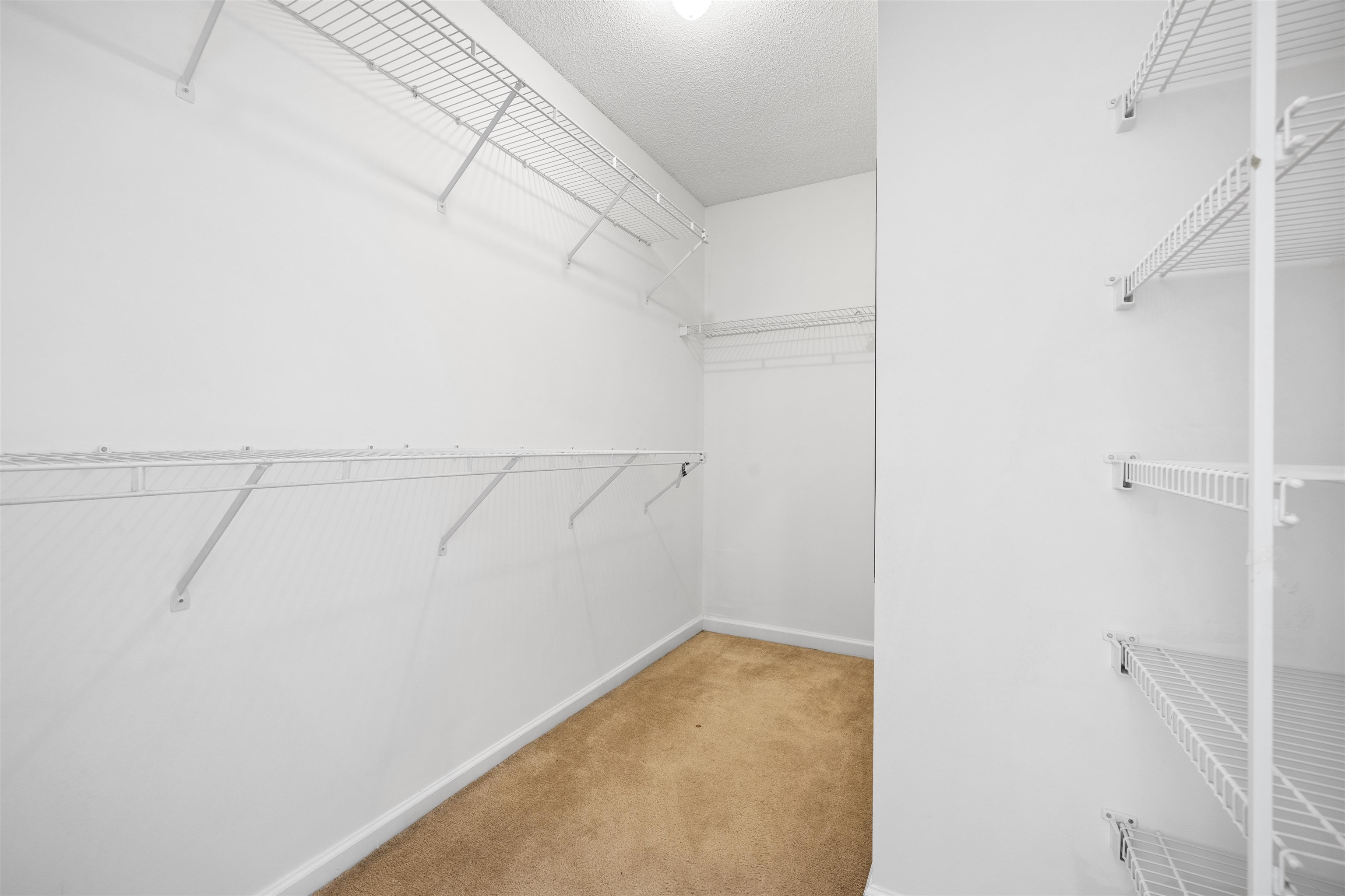 7361 Appling Ridge Drive Cordova, TN 38018 - Photo 25 of 31 Walk in closet with light colored carpet