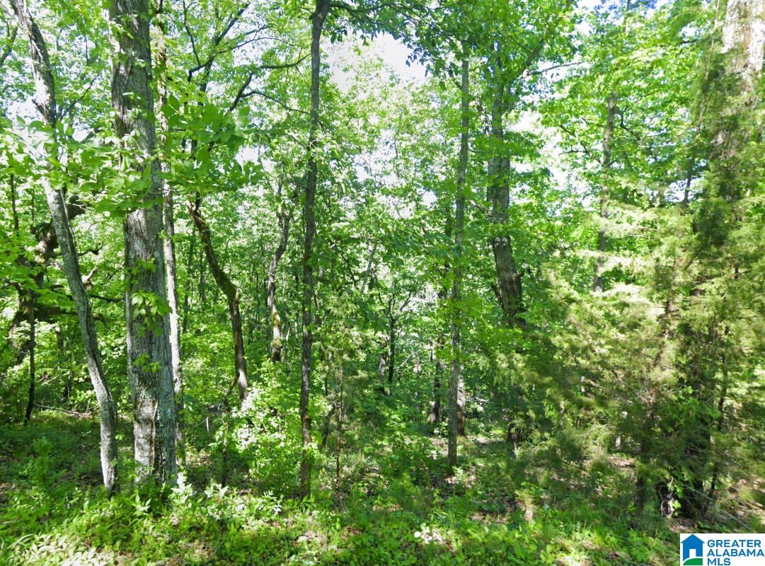 0 Glovers Ferry Road Alpine, AL 35014 - Photo 6 of 12