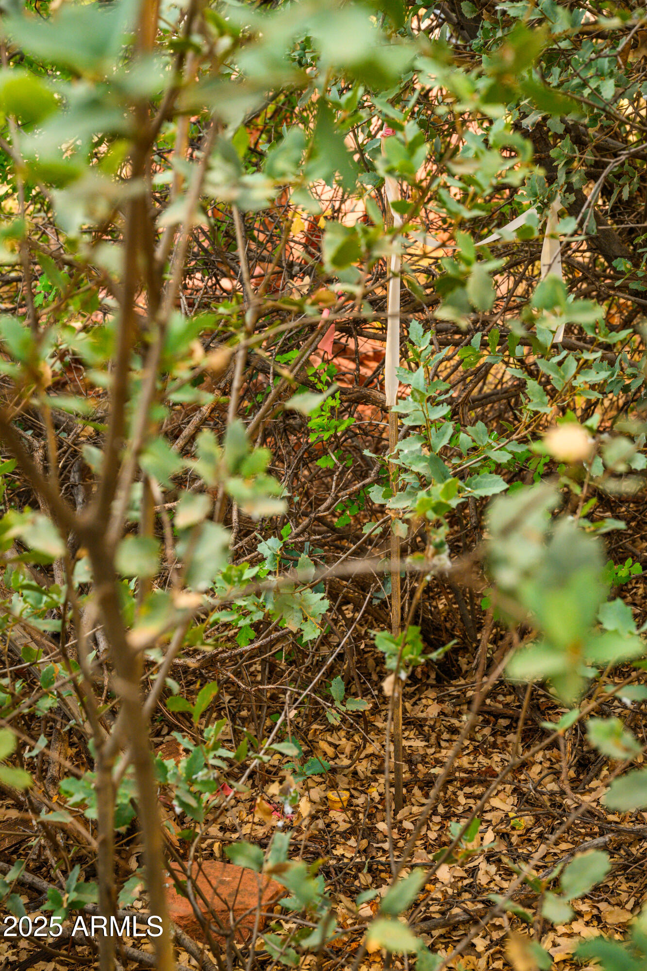 55 Estrella Road, Unit 5 Sedona, AZ 86336 - Photo 42 of 61 a view of a tree