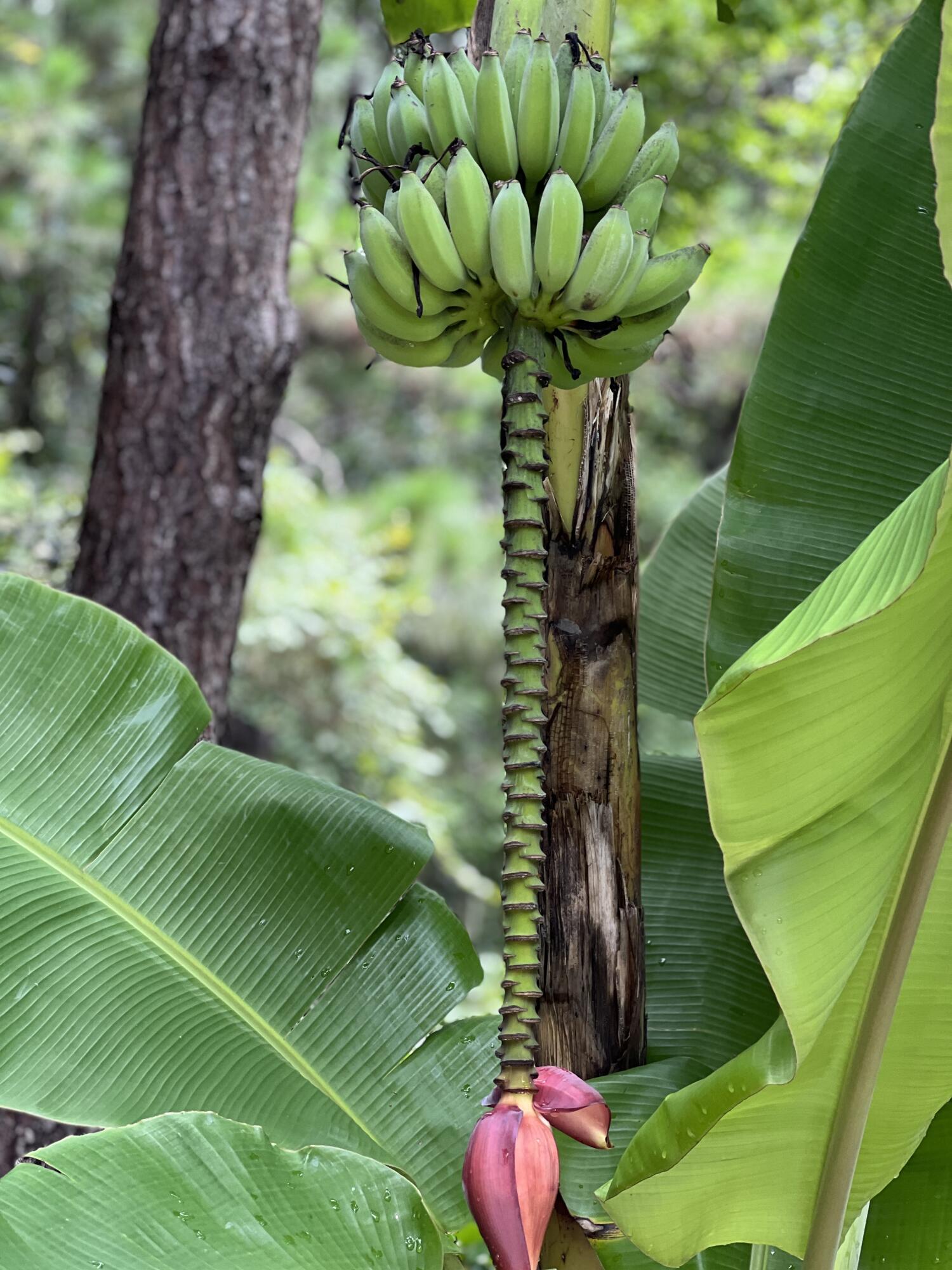 2812 Caitlin's Way Mount Pleasant, SC 29466 - Photo 31 of 37 Mature Fruit-Producing Banana Trees