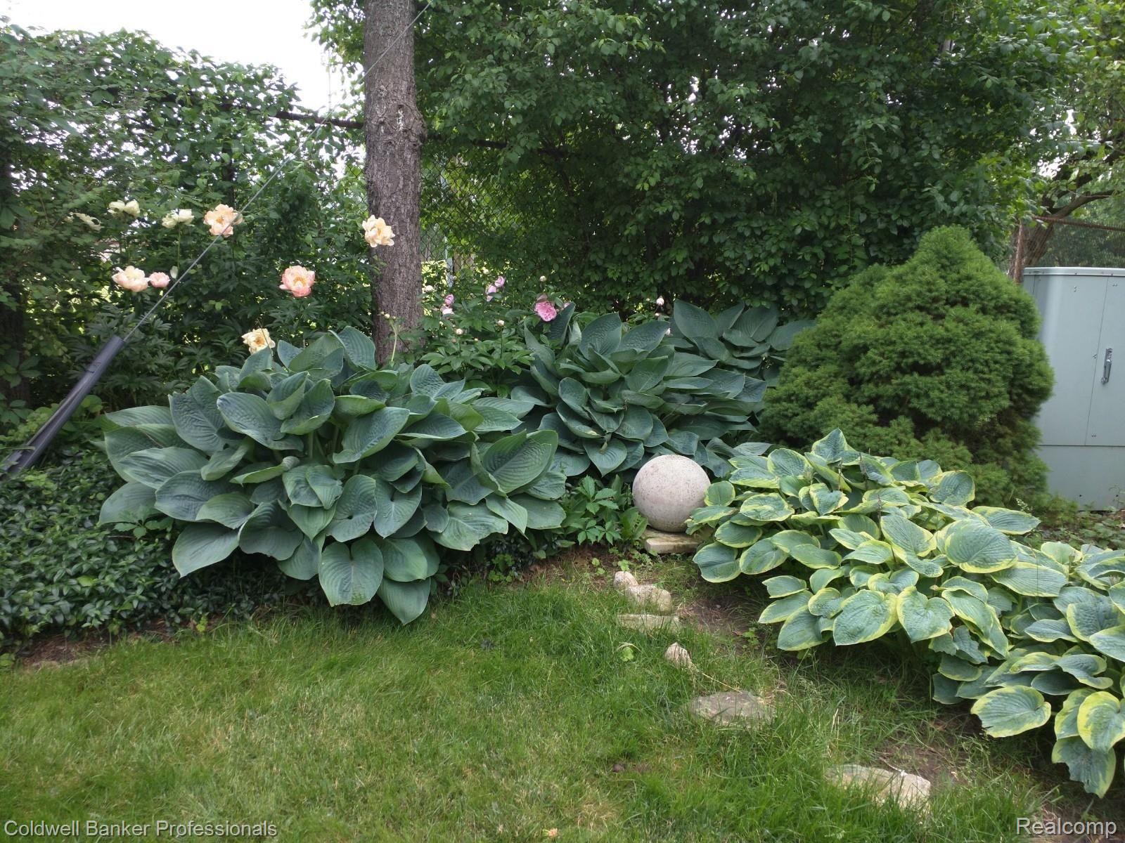 800 South Cranbrook Road Bloomfield Hills, MI 48301 - Photo 36 of 38 Hosta and Peony Garden Back Yard