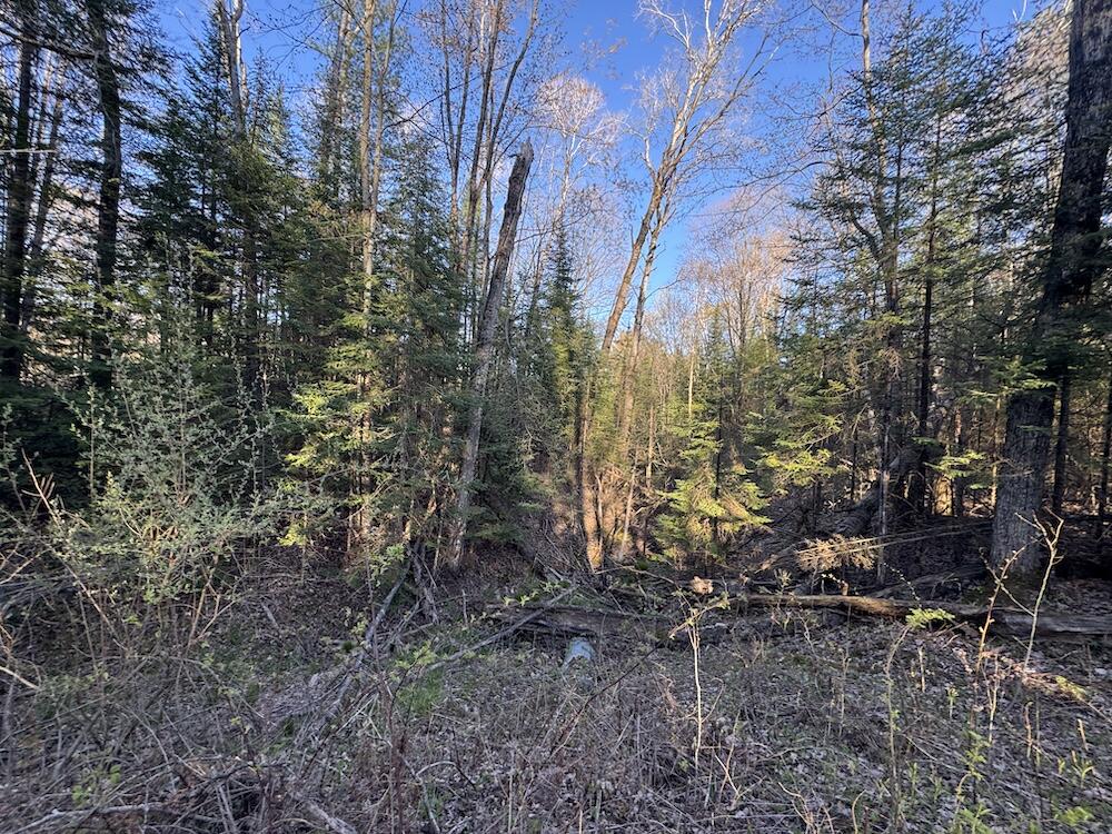 Lot 1 V/l Wildwood Road Alger, MI 48610 - Photo 6 of 35 IMG_2865