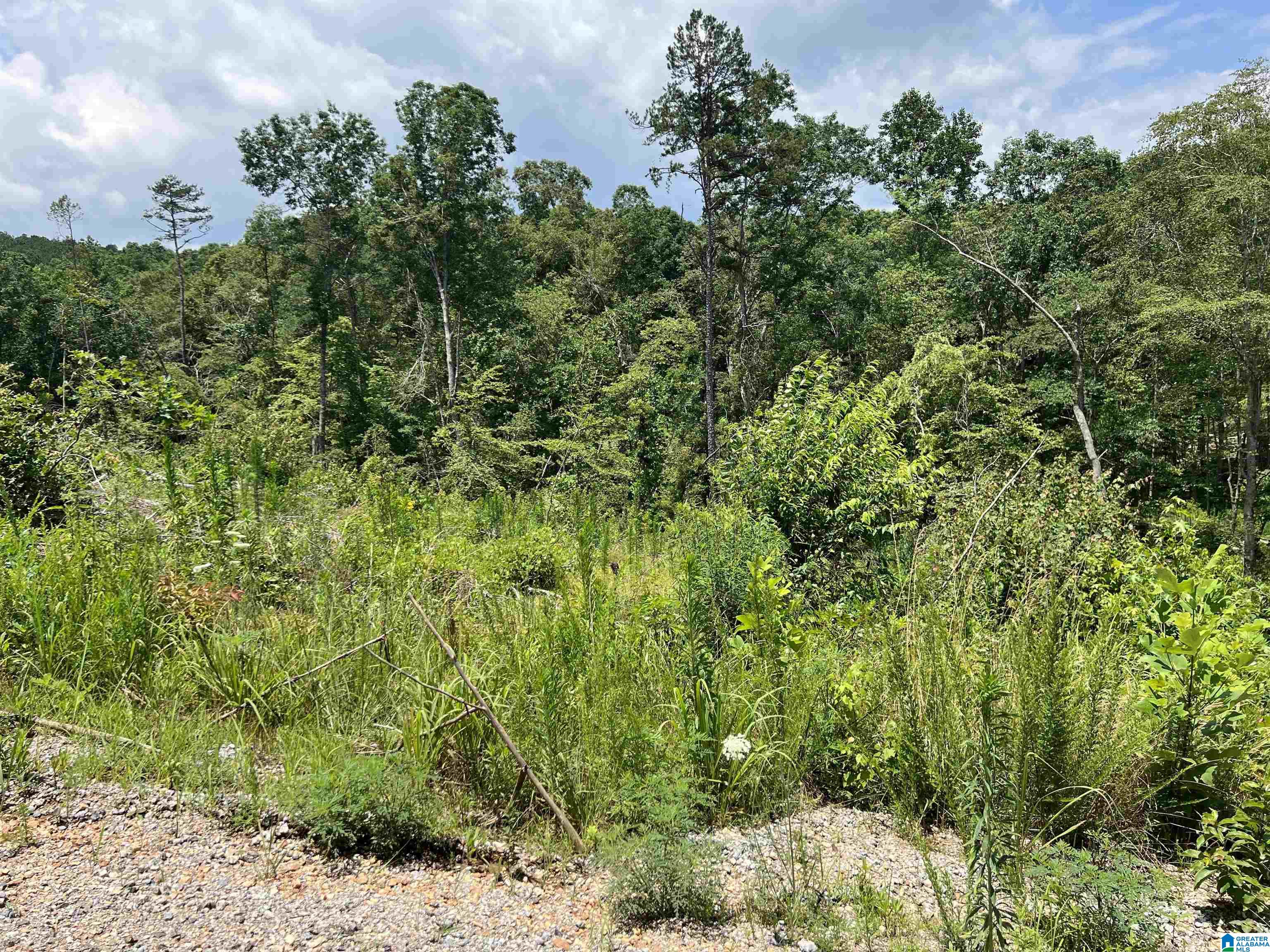 Lot40 County Road 214, Unit 40 Delta, AL 36258 - Photo 2 of 8