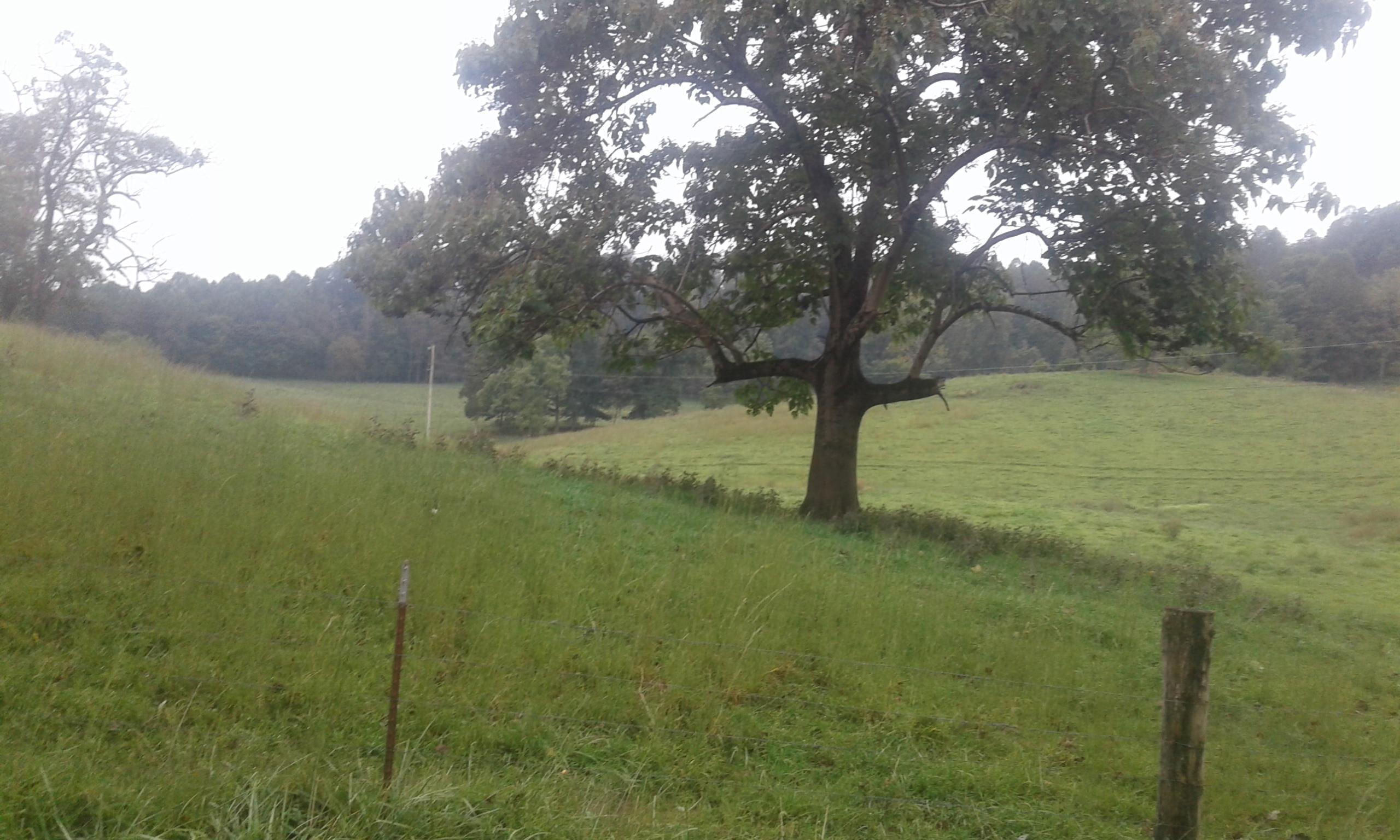 Bacchus Road Tazewell, TN 37879 - Photo 6 of 17 20170914_115900