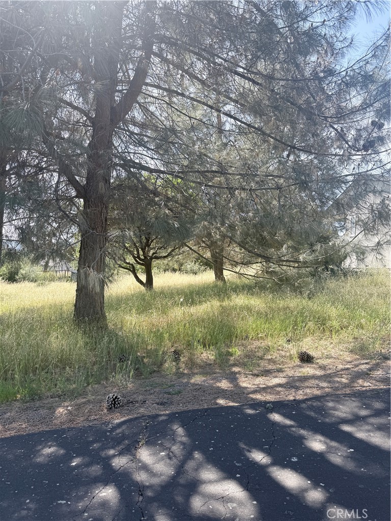 19303 Ravenhill Road Hidden Valley Lake, CA 95467 - Photo 3 of 4 a view of a yard with a tree