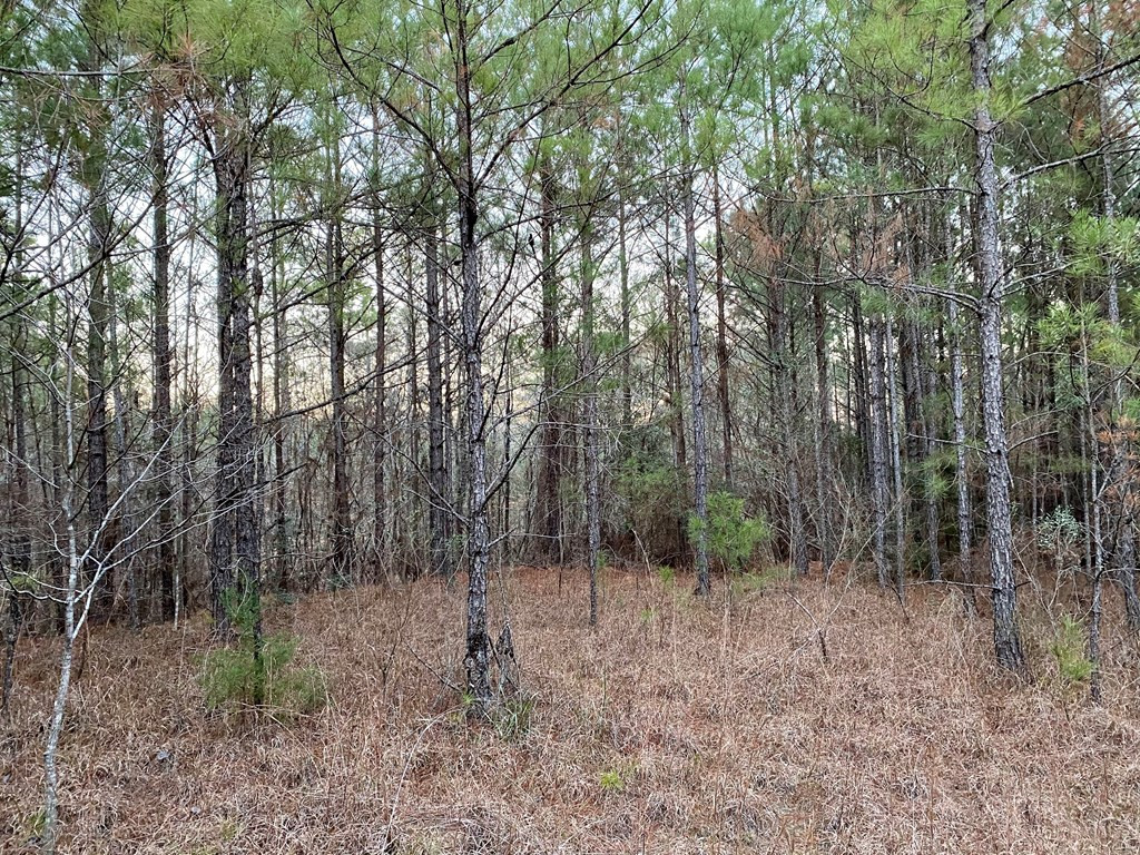 1122 Walters Road Crystal Springs, MS 39059 - Photo 13 of 25 Photo 13