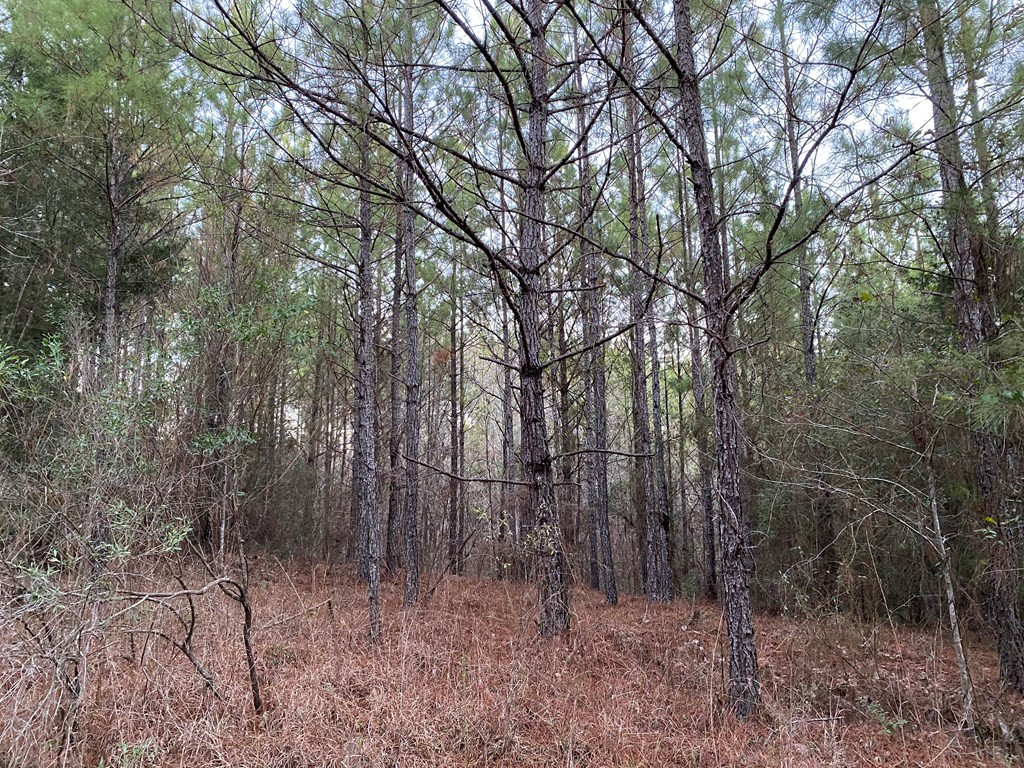 1122 Walters Road Crystal Springs, MS 39059 - Photo 5 of 25 Photo 5