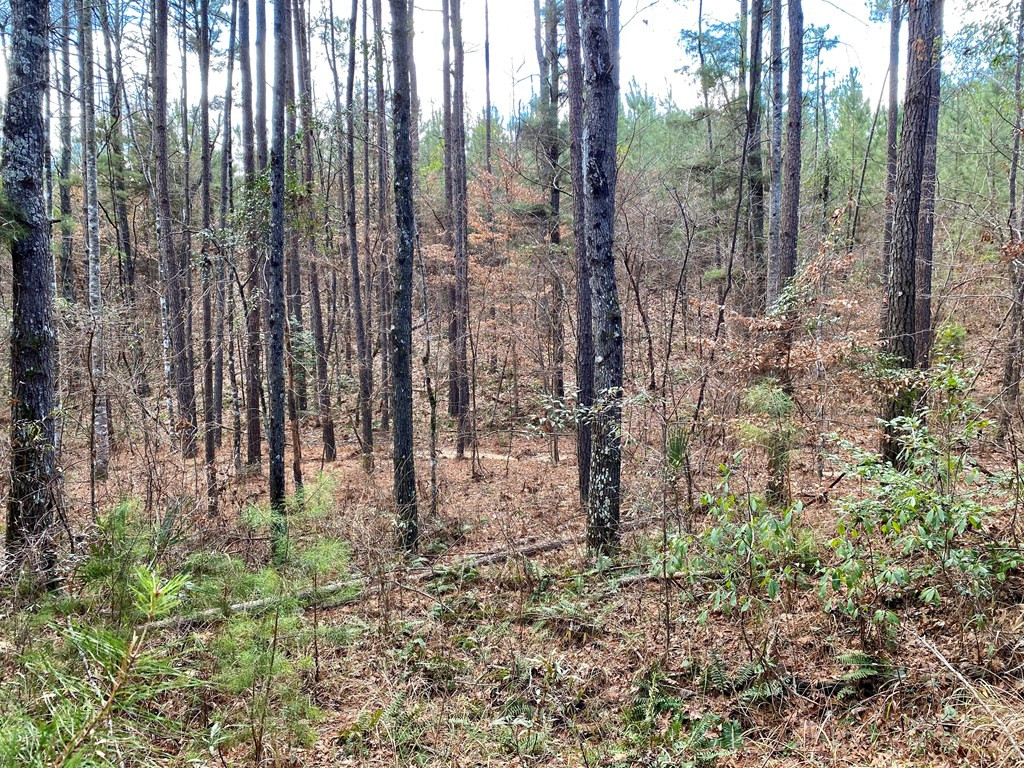 1122 Walters Road Crystal Springs, MS 39059 - Photo 6 of 25 Photo 6