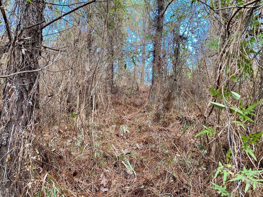 1122 Walters Road Crystal Springs, MS 39059 - Photo 8 of 25 Photo 8