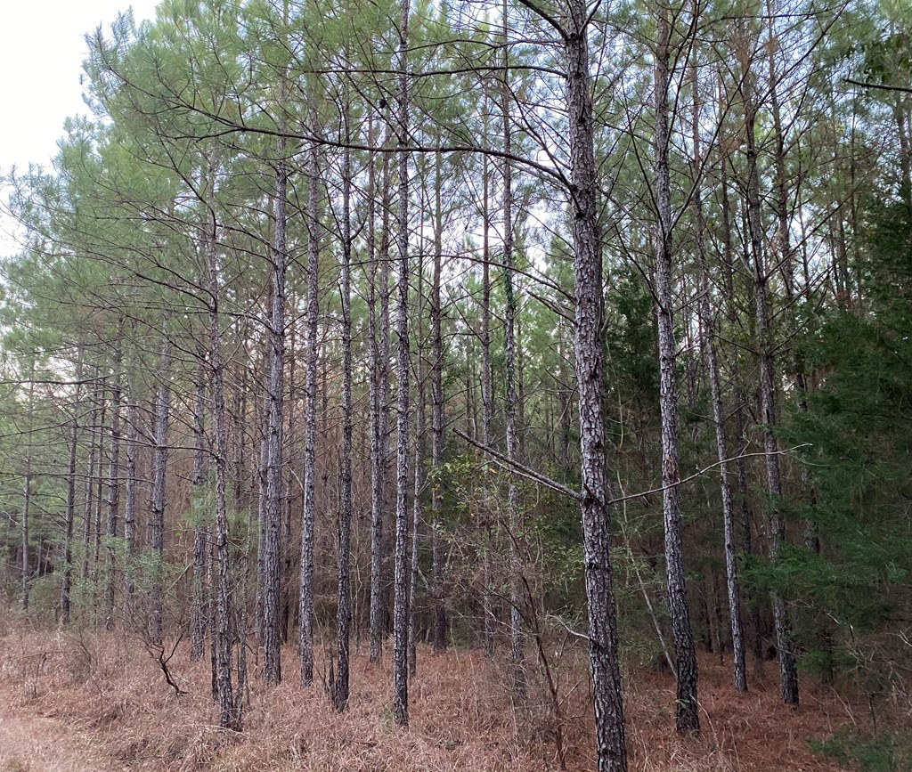 1122 Walters Road Crystal Springs, MS 39059 - Photo 10 of 25 Photo 10