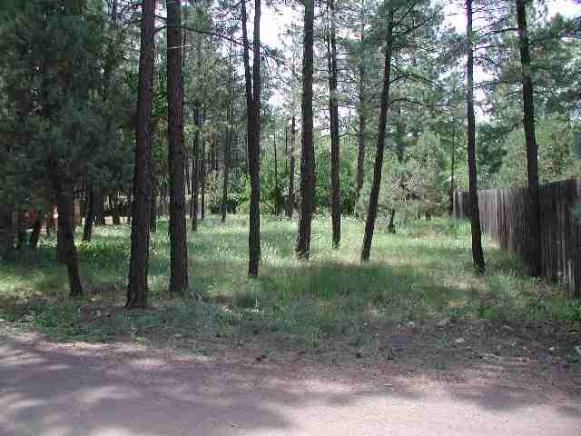 692 South Lake Road Lakeside, AZ 85929 - Photo 2 of 5
