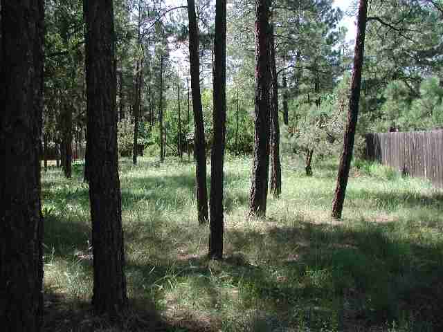 692 South Lake Road Lakeside, AZ 85929 - Photo 5 of 5