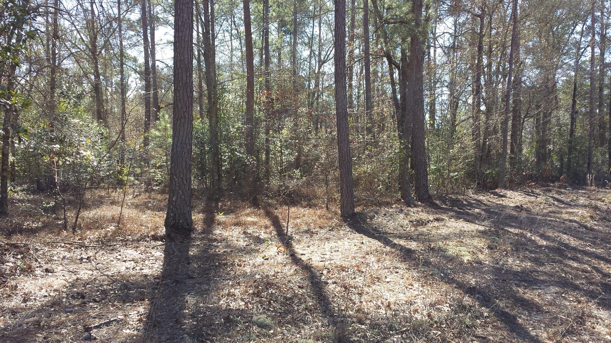 B Winchester Road Walterboro, SC 29488 - Photo 1 of 1 20140131_131722