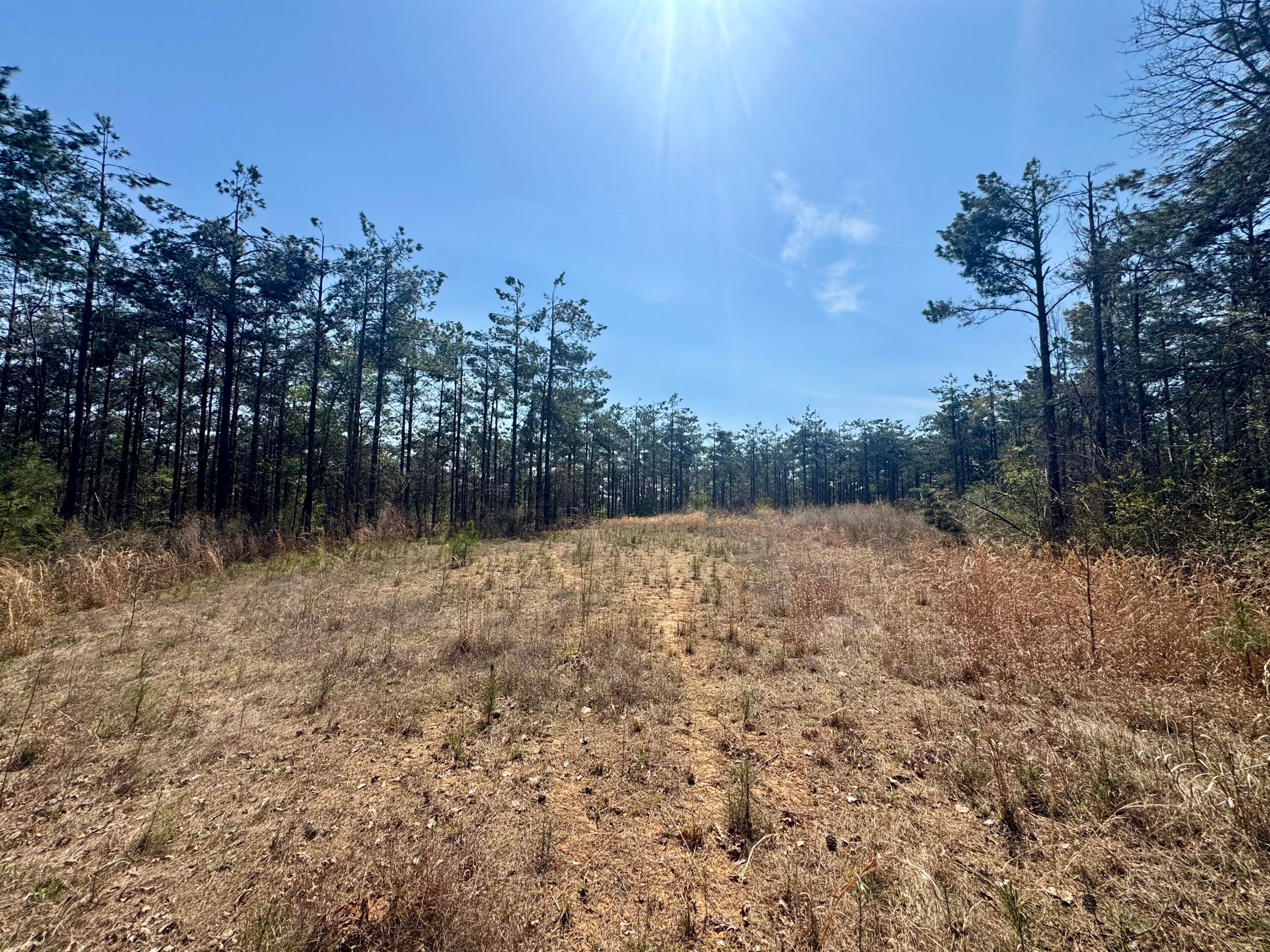 231 Rd Iuka Ms 38852 Cherokee, AL 35616 - Photo 4 of 20 Gallery Image 4