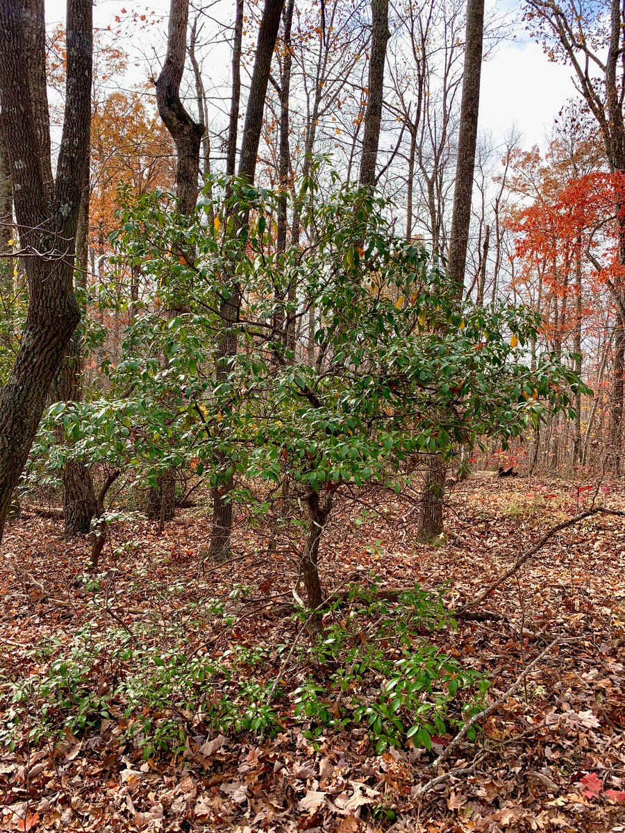 625 Meadows Road Sparta, TN 38583 - Photo 73 of 87 Gallery Image 73