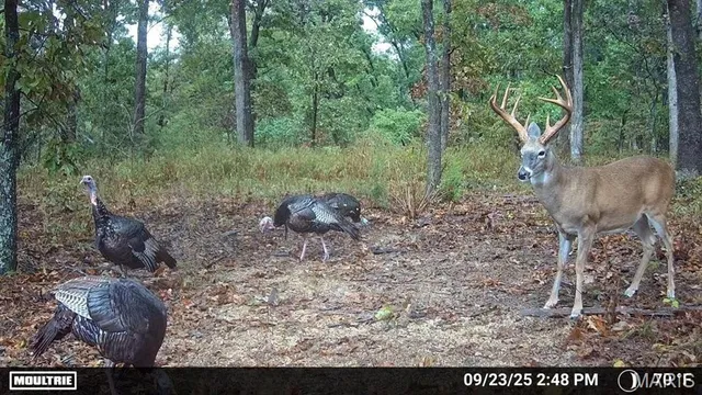 $504,350 | 0 State Rd Z, Edwards, MO 65326