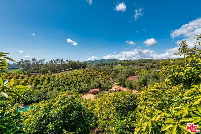 a view of a large tree